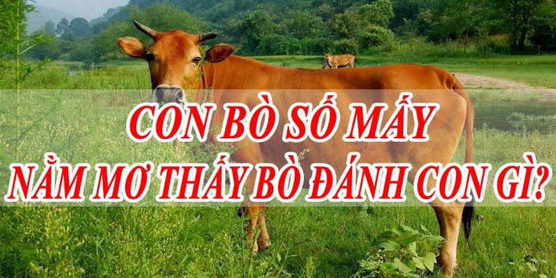 Mơ thấy bò đánh con gì và ý nghĩa đằng sau cho ai gặp phải