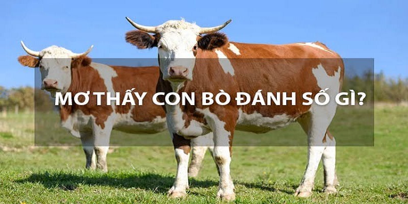 Vài gợi ý cho cược thủ khi chiêm bao thấy con bò xuất hiện