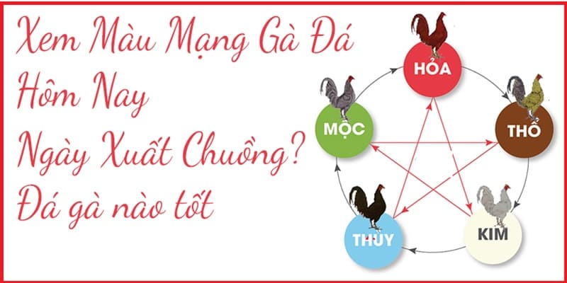 Xem ngày đá gà theo mạng chuẩn xác nhất