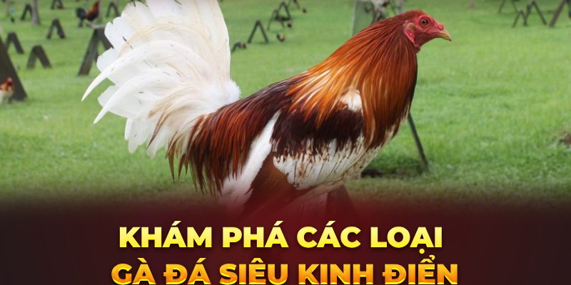 Khám phá các loại gà đá siêu kinh điển