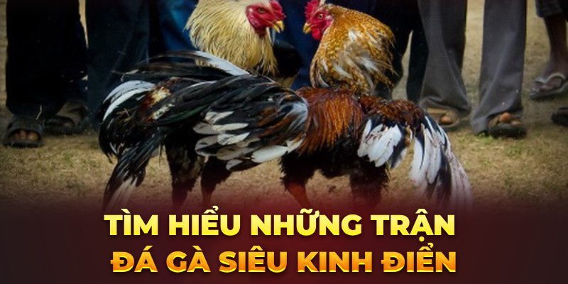 Tìm hiểu những trận đá gà siêu kinh điển